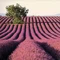 lavanda sau levantica - Cred ca si albinele noastre ar fi - BAZA MELIFERA - PLANTE , ARBUSTI , ARBORI