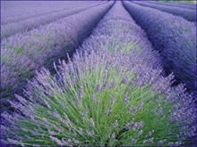 lavanda sau levantica - david nick - BAZA MELIFERA - PLANTE , ARBUSTI , ARBORI
