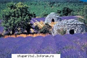 lavanda sau levantica - david nick - BAZA MELIFERA - PLANTE , ARBUSTI , ARBORI