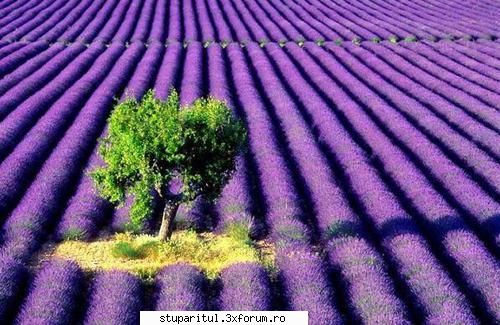 lavanda sau levantica - si......o lume de vis! - BAZA MELIFERA - PLANTE , ARBUSTI , ARBORI