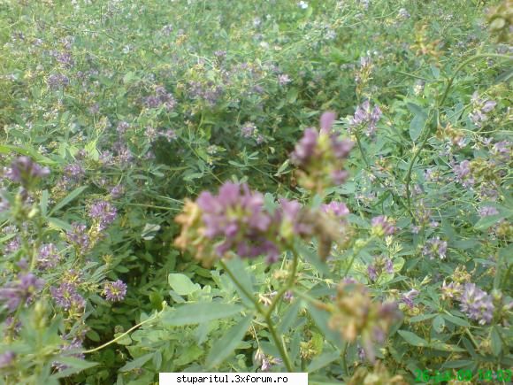 lucerna - vizitata de albine pentru nectar si polen - BAZA MELIFERA - PLANTE , ARBUSTI , ARBORI