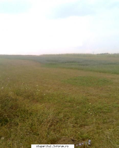 lucerna - culeg foarte bine. =D - BAZA MELIFERA - PLANTE , ARBUSTI , ARBORI