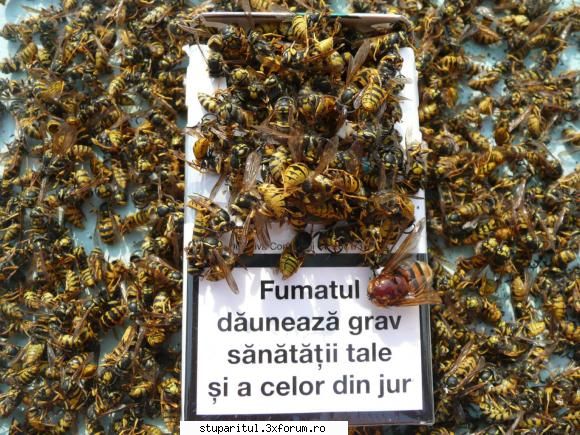 lupul albinelor - teinegru64 - BOLI SI DAUNATORI - TRATAMENTE