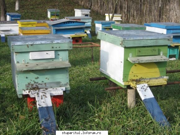 mare activitate - beehaver - INTRETINEREA ALBINELOR