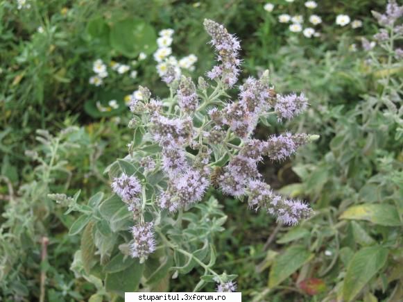 menta - Fiind un an cu multa ploaie, poate ciuguluim ceva - BAZA MELIFERA - PLANTE , ARBUSTI , ARBORI