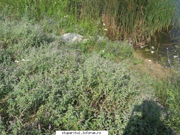 menta - frumusete de menta pe mal de balta - BAZA MELIFERA - PLANTE , ARBUSTI , ARBORI