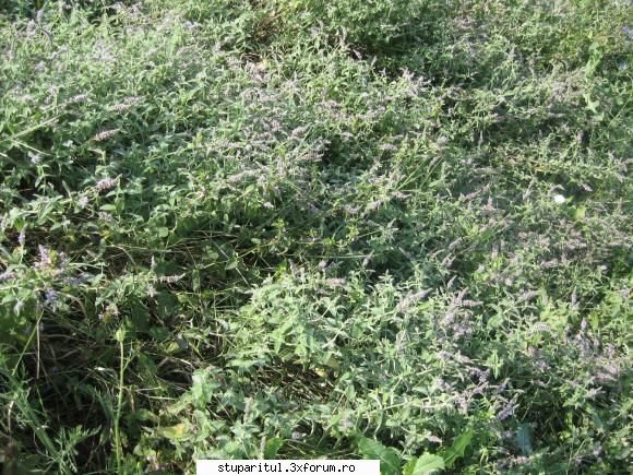 menta - D-le Janese, am multe nelamuriri, sincer va - BAZA MELIFERA - PLANTE , ARBUSTI , ARBORI
