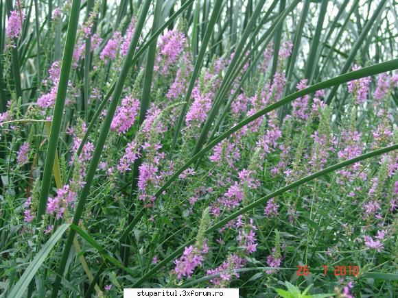 menta - Nici eu nu le deosebesc dar am făcut - BAZA MELIFERA - PLANTE , ARBUSTI , ARBORI