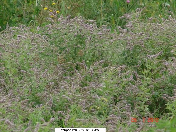 menta - ioanpuiu - BAZA MELIFERA - PLANTE , ARBUSTI , ARBORI