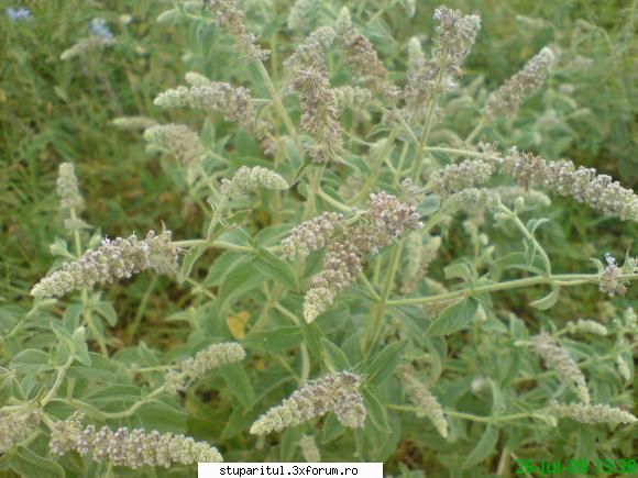 menta - menta f. melifera - BAZA MELIFERA - PLANTE , ARBUSTI , ARBORI