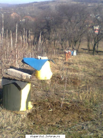 merge careva doar pe roire naturala? - cryss dac ai multe roiurii nu imi - INMULTIREA FAMILIILOR DE ALBINE