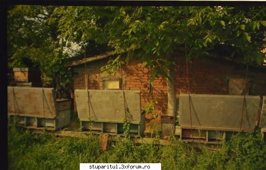 metoda de cresterea matcilor - urmatoarele poze le-am facut la Imola (Italia) - CRESTEREA MATCILOR