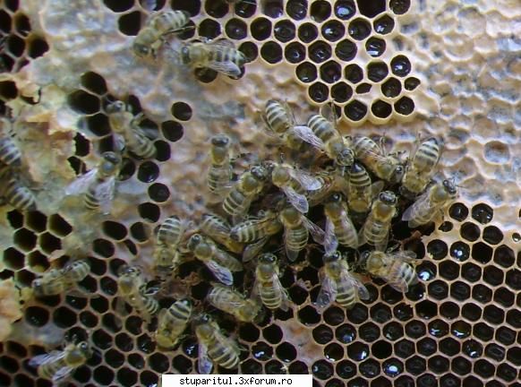 miere capacita si necapacita - pngflorin - INTRETINEREA ALBINELOR