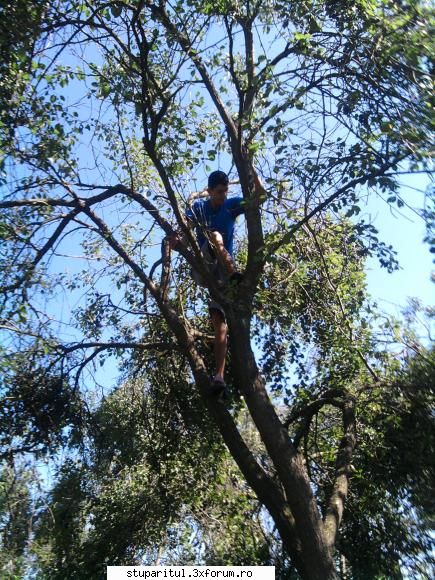 miere de prune. - rama e din mijlocul cuibului...am scos toate - INTRETINEREA ALBINELOR