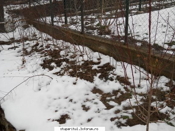 minipepiniera pomicola - corcodusi altoiti in ochi dormind anul - BAZA MELIFERA - PLANTE , ARBUSTI , ARBORI