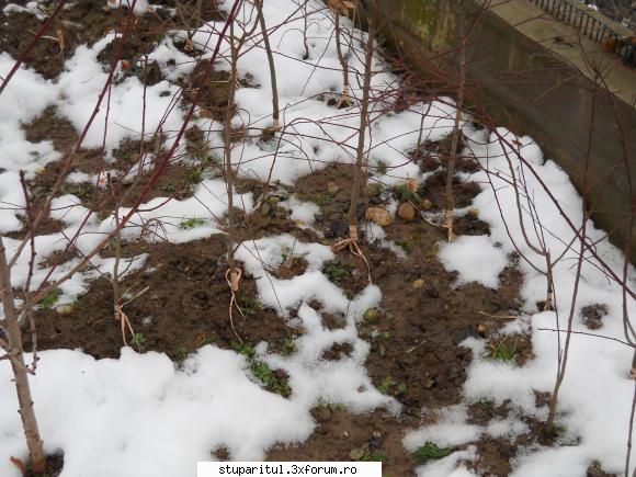 minipepiniera pomicola - inca una mai de aproape - BAZA MELIFERA - PLANTE , ARBUSTI , ARBORI