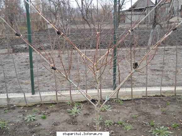 minipepiniera pomicola - ves.lucian.zabrani - BAZA MELIFERA - PLANTE , ARBUSTI , ARBORI