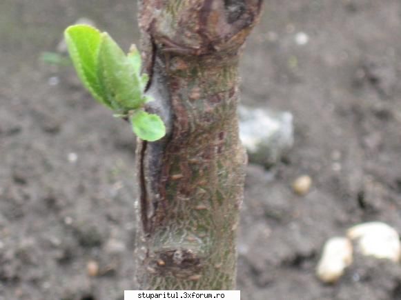 minipepiniera pomicola - ves.lucian.zabrani - BAZA MELIFERA - PLANTE , ARBUSTI , ARBORI