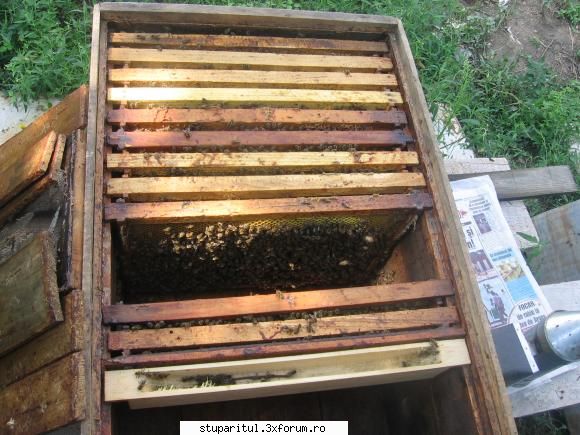 mutare familie din orizontal in vertical - cred ca oricum le-am cam - PAGINA APICULTORULUI INCEPATOR