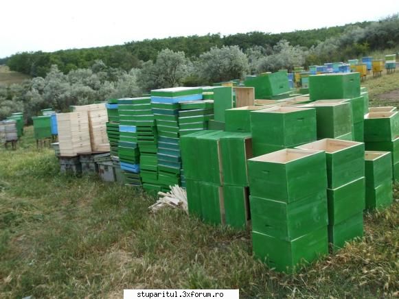 mutare familie din orizontal in vertical - Dupa cum observ din poze stupii - PAGINA APICULTORULUI INCEPATOR