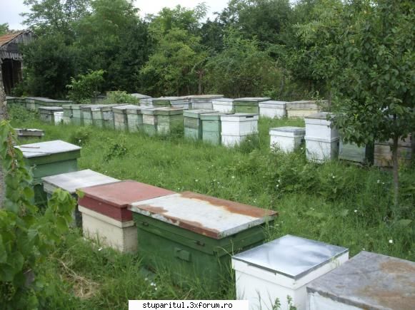 �ncă un �ncepător - astăzi am fost ucenic am ajutat un apicultor - POZE