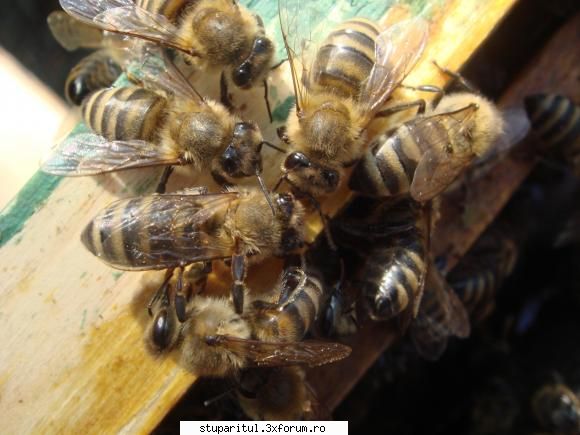 "nectar" - in seara asta ne mai da? - POZE