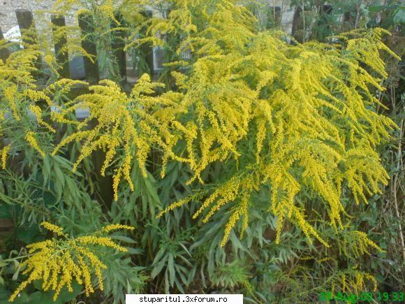necunoscuta - am vazut-o pe o parcela nelucrata (si era - BAZA MELIFERA - PLANTE , ARBUSTI , ARBORI