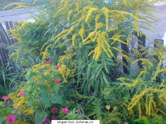 necunoscuta - are inaltimea de 1,2-1,3m - BAZA MELIFERA - PLANTE , ARBUSTI , ARBORI