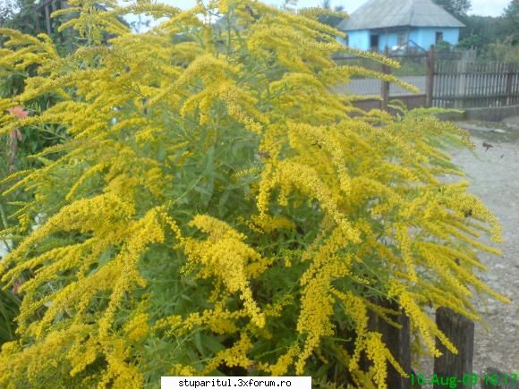 necunoscuta - mihaipop_55 - BAZA MELIFERA - PLANTE , ARBUSTI , ARBORI