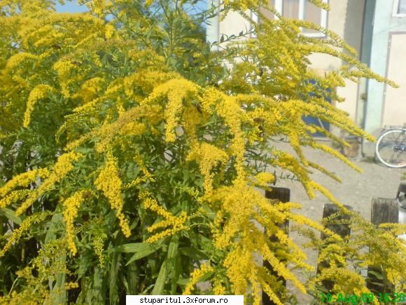 necunoscuta - d-le pupe cantarul ce spune? - BAZA MELIFERA - PLANTE , ARBUSTI , ARBORI