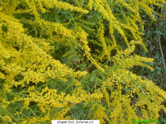 necunoscuta - mihaipop_55 - BAZA MELIFERA - PLANTE , ARBUSTI , ARBORI