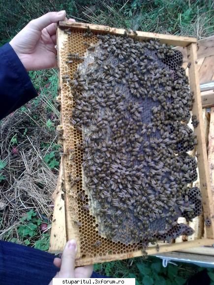 nou in bransa - Am umblat doar la prima rama pentru a poza atat - PAGINI PERSONALE ! CINE SUNT EU ?