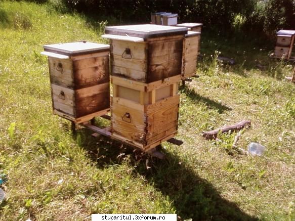 nucleele de imperechere - Cine a folosit nuclei din aceia mici, cu o mana - CRESTEREA MATCILOR