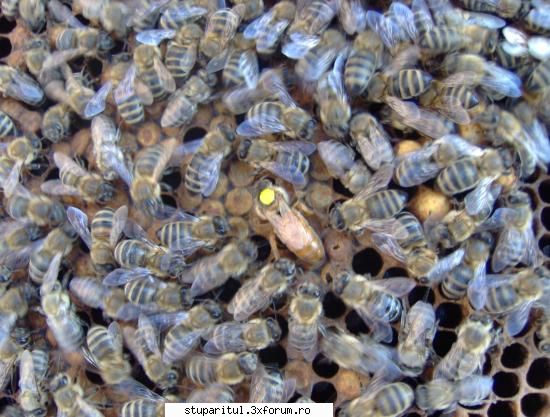 o intrebare ......... - Pentru o mai buna intelegere!!!!Matca de la unul - CRESTEREA MATCILOR