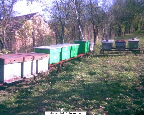 ...o intrebare de incepator...nu zimbitzi...! - Va arat ceva da sa nu radeti - PAGINA APICULTORULUI INCEPATOR