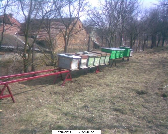 ...o intrebare de incepator...nu zimbitzi...! - primavara devreme - PAGINA APICULTORULUI INCEPATOR