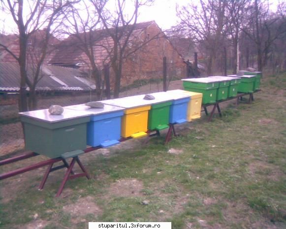 ...o intrebare de incepator...nu zimbitzi...! - Simi_85 - PAGINA APICULTORULUI INCEPATOR