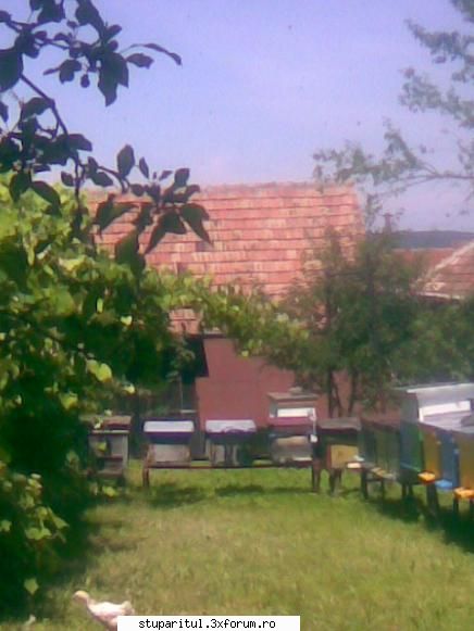 ...o intrebare de incepator...nu zimbitzi...! - hai domn' gica da se poate!! - PAGINA APICULTORULUI INCEPATOR