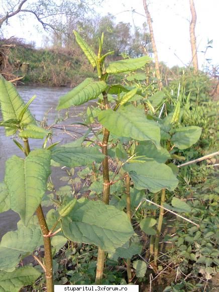 o planta interesanta - Sal'tare! Pai....Vino pe la Manastiur, ca - BAZA MELIFERA - PLANTE , ARBUSTI , ARBORI