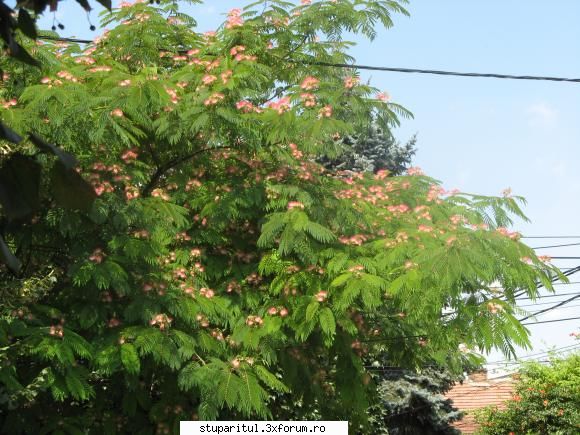 o planta interesanta - Un COPAC CU FLORI - BAZA MELIFERA - PLANTE , ARBUSTI , ARBORI