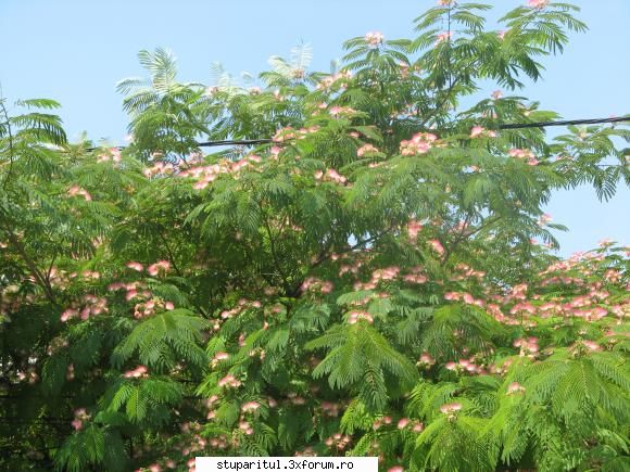 o planta interesanta - Ion Marian - BAZA MELIFERA - PLANTE , ARBUSTI , ARBORI