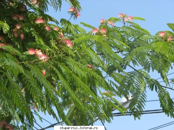 o planta interesanta - Ion Marian - BAZA MELIFERA - PLANTE , ARBUSTI , ARBORI