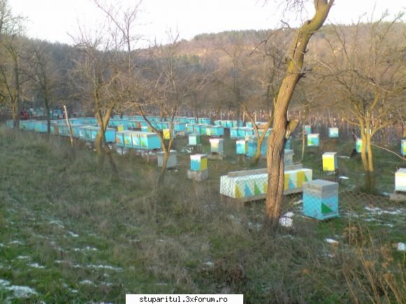 o planta interesanta - Salutari,poti sa mi faci rost de cativa - BAZA MELIFERA - PLANTE , ARBUSTI , ARBORI