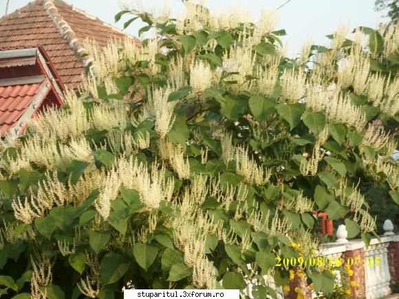 o planta interesanta - marius.gj.apic. - BAZA MELIFERA - PLANTE , ARBUSTI , ARBORI