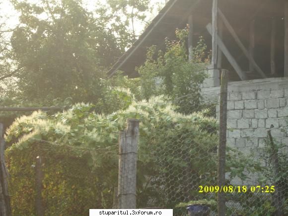 o planta interesanta - marius.gj.apic. - BAZA MELIFERA - PLANTE , ARBUSTI , ARBORI