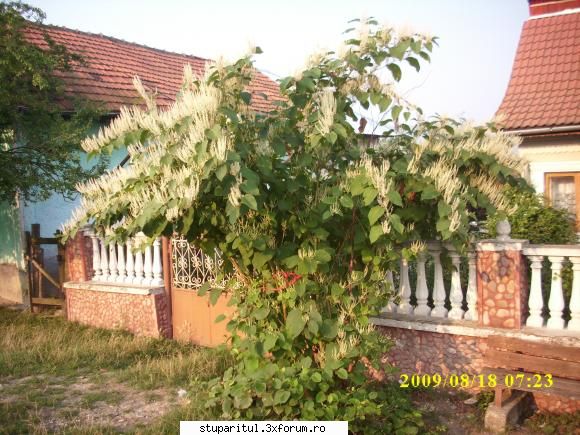 o planta interesanta - floarea mi s-a parut ca seamana cu fl. de - BAZA MELIFERA - PLANTE , ARBUSTI , ARBORI