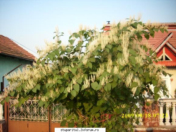 o planta interesanta - marius.gj.apic. - BAZA MELIFERA - PLANTE , ARBUSTI , ARBORI