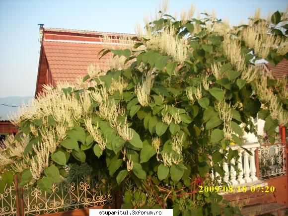 o planta interesanta - asta este ultima - BAZA MELIFERA - PLANTE , ARBUSTI , ARBORI