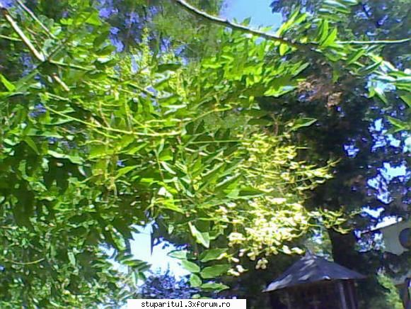 o planta interesanta - odata am intrebat ceva despre un arbore - BAZA MELIFERA - PLANTE , ARBUSTI , ARBORI