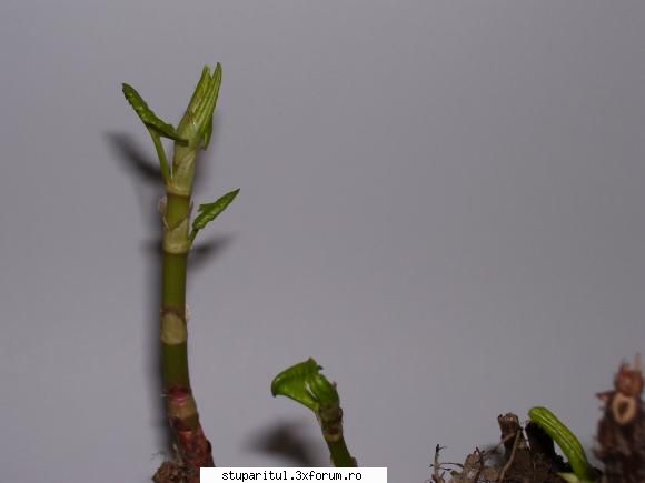 o planta interesanta - iulisca care infrunzeste - BAZA MELIFERA - PLANTE , ARBUSTI , ARBORI